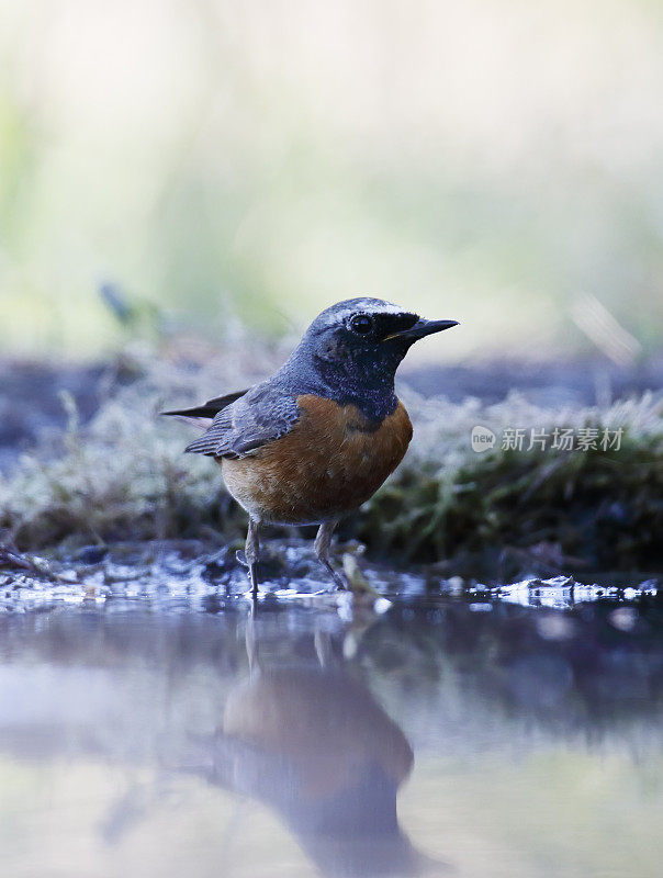 普通红雀(Phoenicurus Phoenicurus)雄性